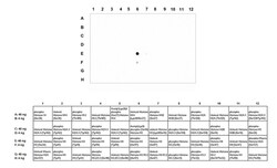 Phospho-Histone H3 (Ser57) Rabbit anti-Human, Mouse, Polyclonal, MilliporeSigma 10 &mu;g | Buy Online | MilliporeSigma | Fisher Scientific